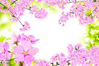 Bahar ağacında güzel pembe sakura çiçekleri