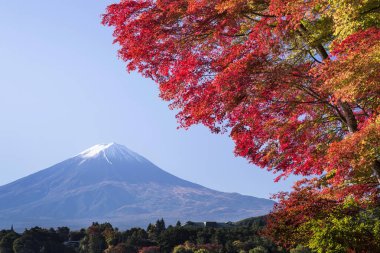 Etrafında akçaağaç ağaçları olan Fuji Dağı 'nın sonbahar manzarası