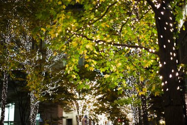 Noel 'de sokakta ışıklandırılmış ağaçların yakın plan çekimi