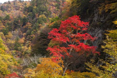 Dağ ormanlarında renkli sonbahar yaprakları