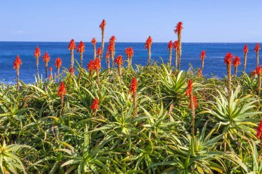 Tropik bir plajda güzel kırmızı bir çiçek