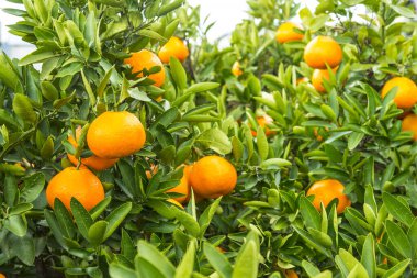 Bahçede yeşil yapraklı portakal ağacı