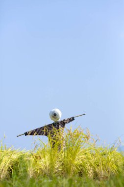 Scarecrow in  field in the meadow on blue sky in Japan clipart