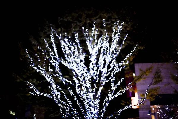 クリスマス中に街頭で照らされた木のクローズアップショット — ストック写真