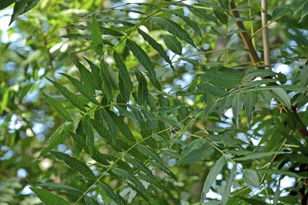 Зелений Лист Лісі — стокове фото