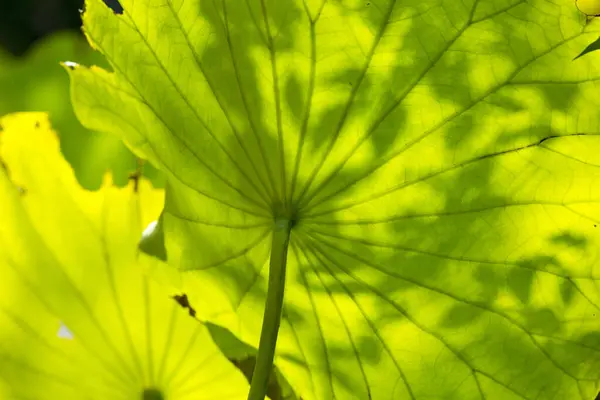 湖の近くの緑の蓮の葉のクローズアップビュー — ストック写真