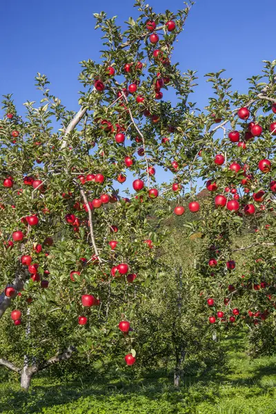 赤いリンゴ園における成長 — ストック写真