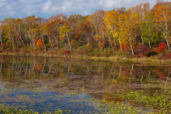 Озеро Осенними Деревьями Заднем Плане — стоковое фото