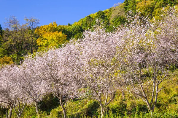 日本の桜 — ストック写真