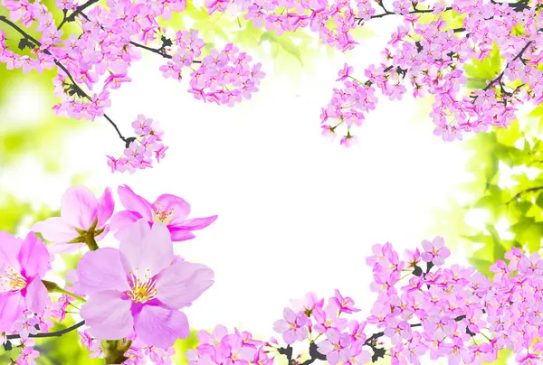 Красивые Розовые Цветы Сакуры Весеннем Дереве — стоковое фото