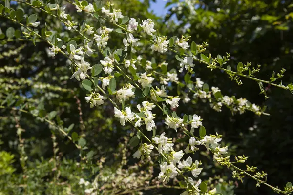Κοντινό Πλάνο Του Λευκού Λουλουδιού Στη Φύση — Φωτογραφία Αρχείου