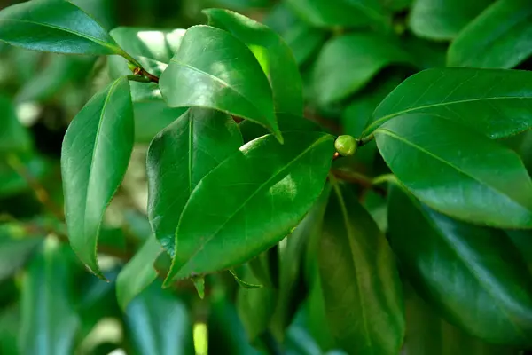 Πράσινα Φύλλα Φόντο Φυσικό Φόντο — Φωτογραφία Αρχείου