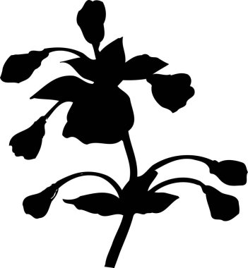 Beyaz arkaplanda izole edilmiş siyah çiçek silueti, çiçekli botanik illüstrasyon 