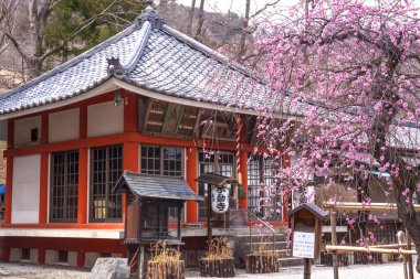 Geleneksel bina çiçek açan kiraz ağaçlarıyla çevrili.