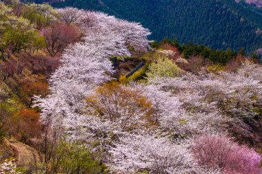 Japonya 'da kirazlı sakura çiçeği.