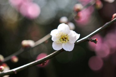 Kapalı kiraz çiçekleri baharda açar.