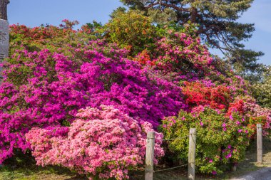 Dağlarda çiçek açan ağaçlarla güzel bir bahar manzarası 