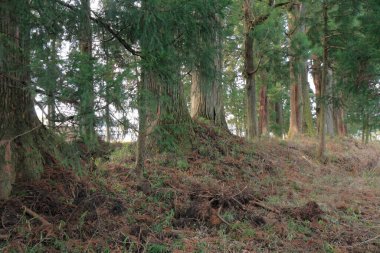 ormanda ağaçlar ile güzel manzara