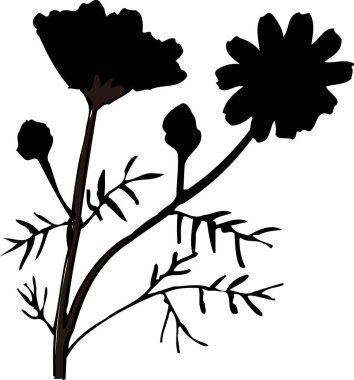 Beyaz arkaplanda izole edilmiş siyah çiçek silueti, çiçekli botanik illüstrasyon 