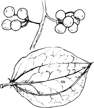 böğürtlenlerin siyah beyaz çizimi