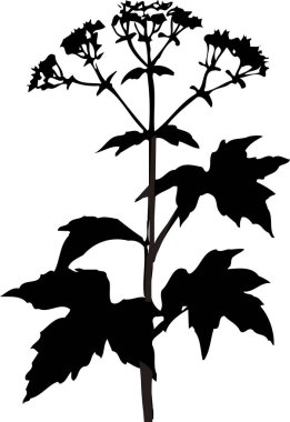 Beyaz arkaplanda izole edilmiş siyah çiçek bitkisi silueti, çiçekli botanik illüstrasyon 