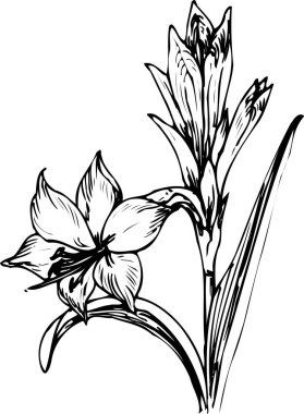  çiçek simgesi ana hatları siyah siluet çizimi