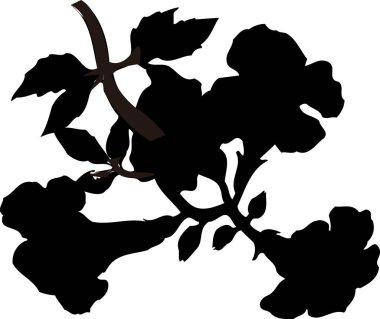 Beyaz arkaplanda izole edilmiş siyah çiçek silueti, çiçekli botanik illüstrasyon 