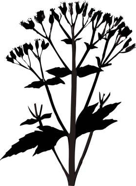 Beyaz arkaplanda izole edilmiş siyah çiçek silueti, çiçekli botanik illüstrasyon 