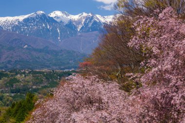 Kiraz çiçekleri ve baharda dağların manzarası.
