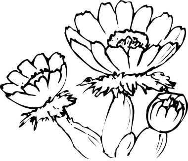Çiçeklerin siyah beyaz çizimi