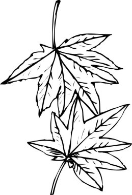 Akçaağaç yapraklarının çizimi