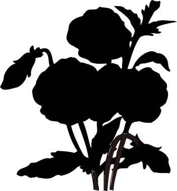 Beyaz arkaplanda izole edilmiş siyah çiçek silueti, çiçekli botanik illüstrasyon 