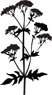 Siyah Çiçek Silueti Beyaz arka planda izole edildi 