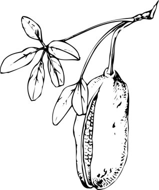  çiçek simgesi ana hatları siyah siluet çizimi