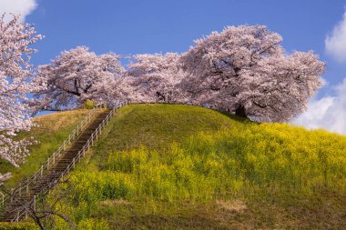 Japonya 'da kiraz çiçekleri, Tokyo