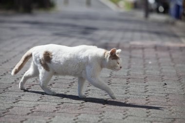 Kediler şehrin caddesinde yürüyor