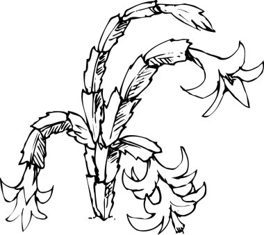 Çiçeklerin siyah beyaz çizimi