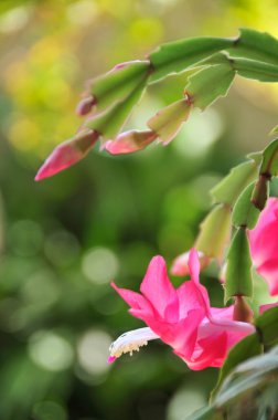 Güneşli yaz gününde bahçede yetişen güzel çiçekler.