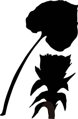 Siyah Çiçek Silueti Beyaz arka planda izole edildi 