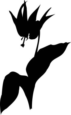 Beyaz arkaplanda izole edilmiş siyah çiçek silueti, çiçekli botanik illüstrasyon 