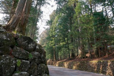 Bitmeyen yeşil ormandaki ağaçların arasından dar yol manzarası