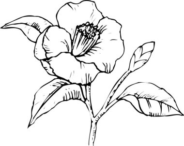 Çiçeğin siyah beyaz çizimi