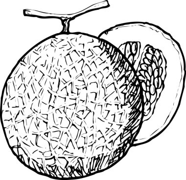 El çizimi kavun desenli kabuk ve tohumları gösterir