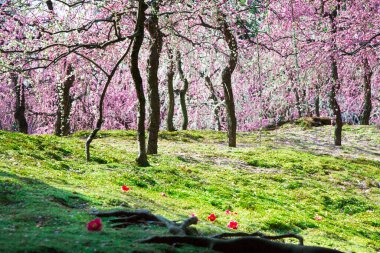 İlkbaharda Japonya 'da kiraz çiçeği