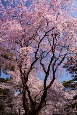 Japonya 'da kiraz çiçeği