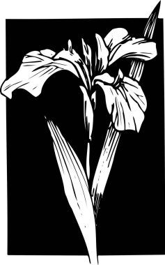 güzel çiçek açan bitki, yaz çiçeği tasarımı, el çizimi botanik çizimi, siyah ve beyaz