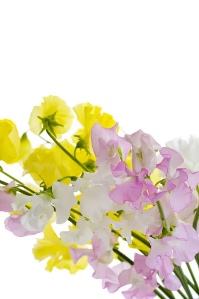 Κλείσιμο Πολύχρωμων Λουλουδιών Λευκό Φόντο — Φωτογραφία Αρχείου