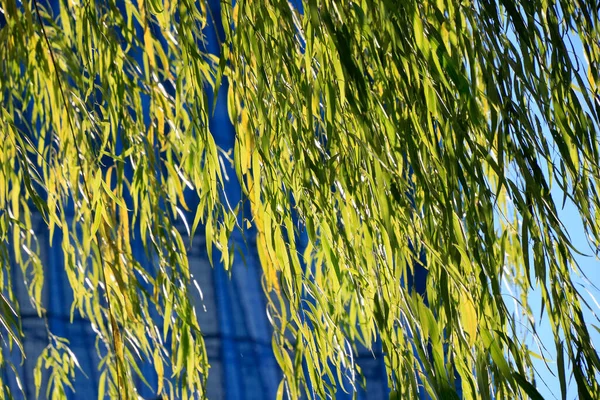 Gröna Blad Pilträd Mot Blå Himmel — Stockfoto