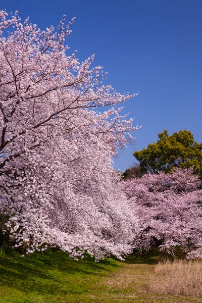 Wiśniowy Kwiat Wiosną — Zdjęcie stockowe