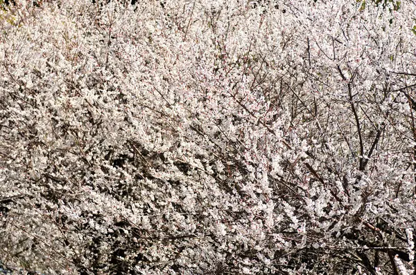 Ανθισμένα Λευκά Άνθη Κερασιάς — Φωτογραφία Αρχείου